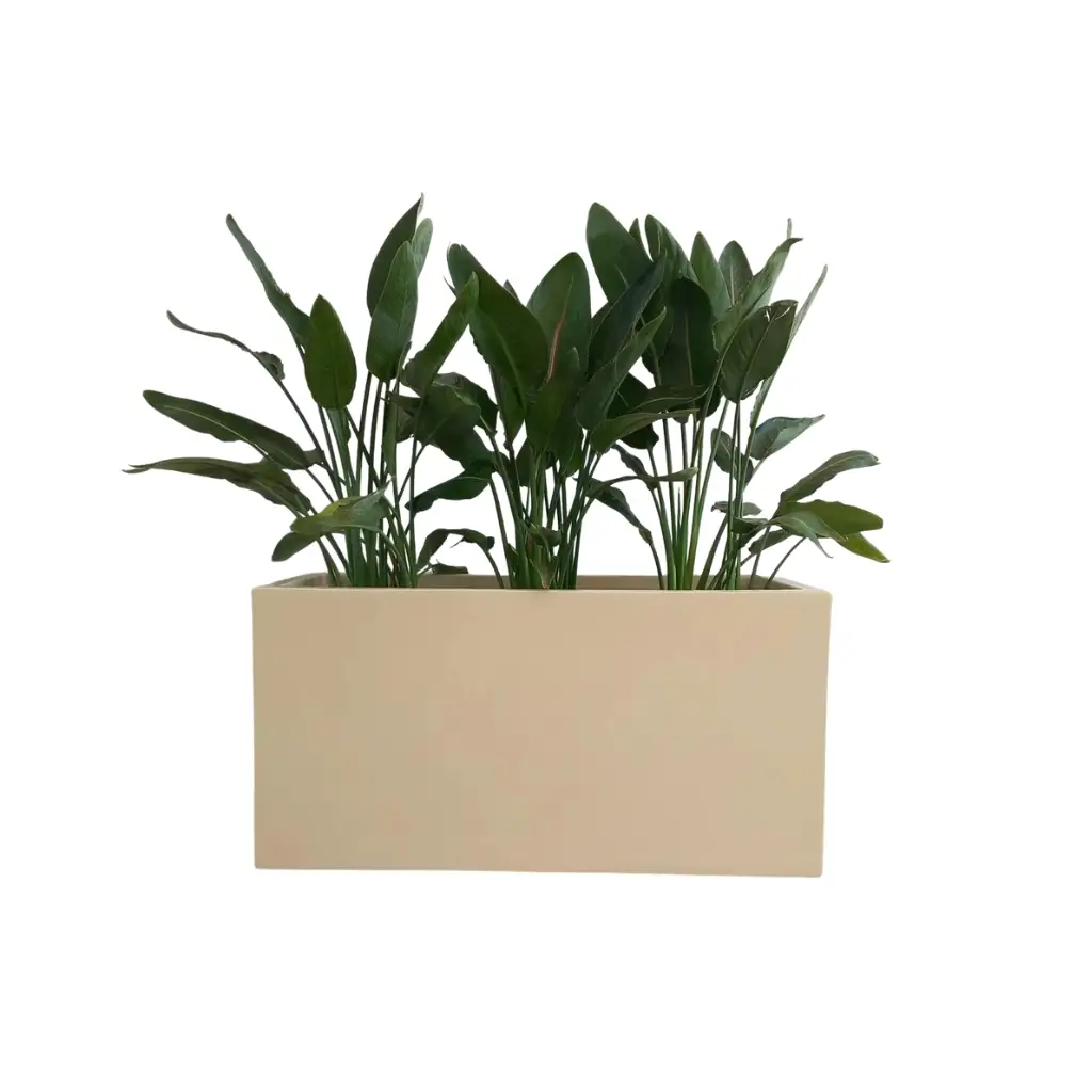 Outdoor Bird of Paradise - Potted Rectangular Pot 0