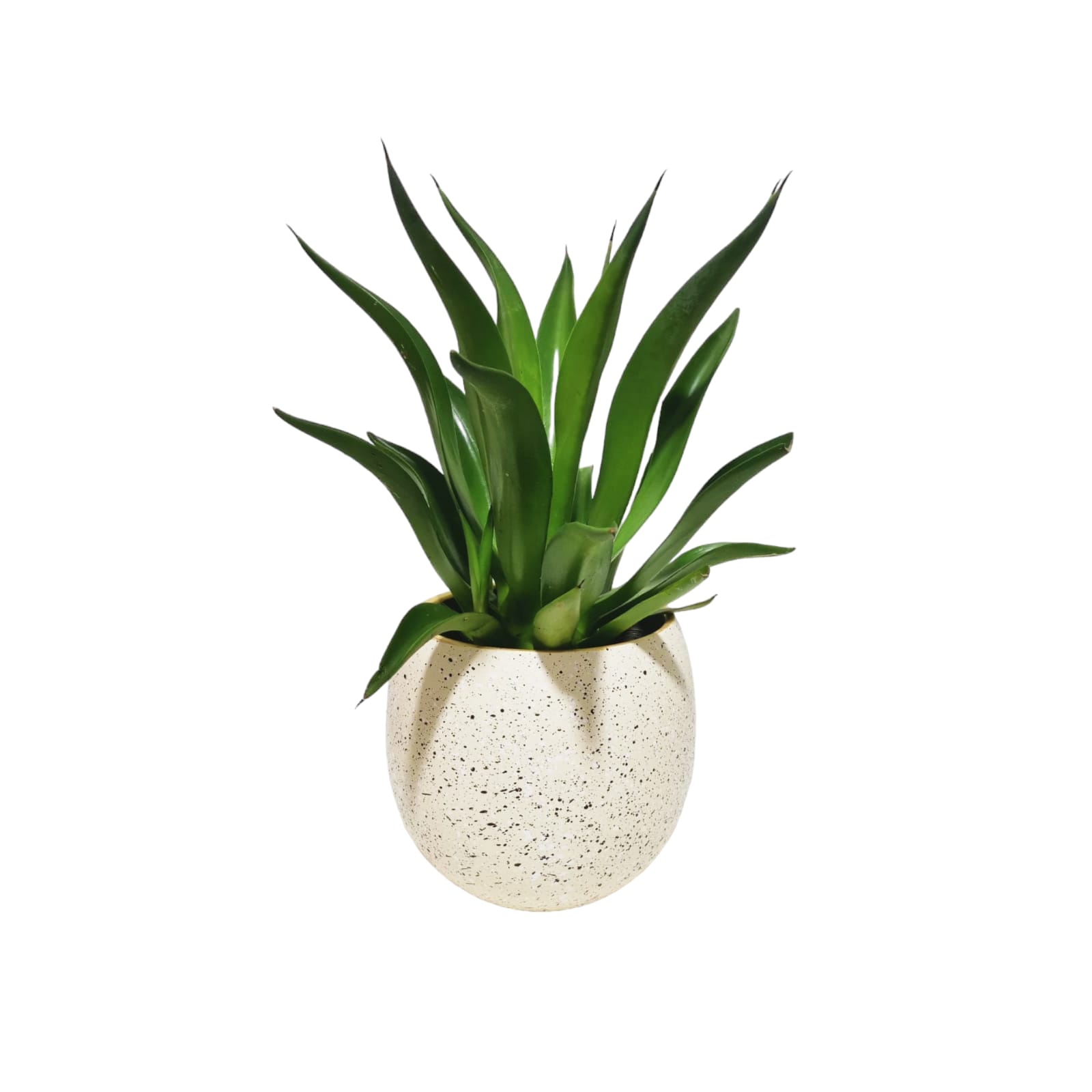 Aloe with White Terrazzo Pot 0
