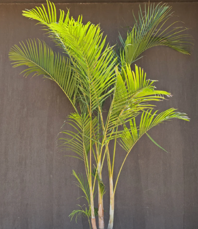 Outdoor Areca XL 0