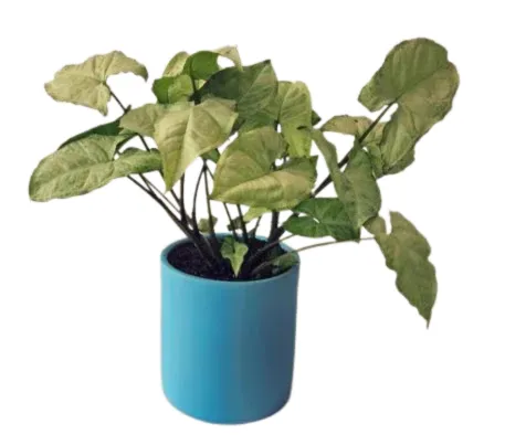 نبات سينجونيوم مع اصيص