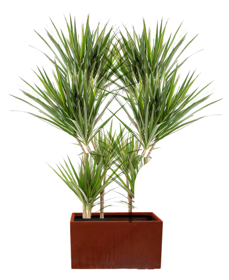 Two Outdoor Dracena Plants In Rectangular Burgundy Pot 0
