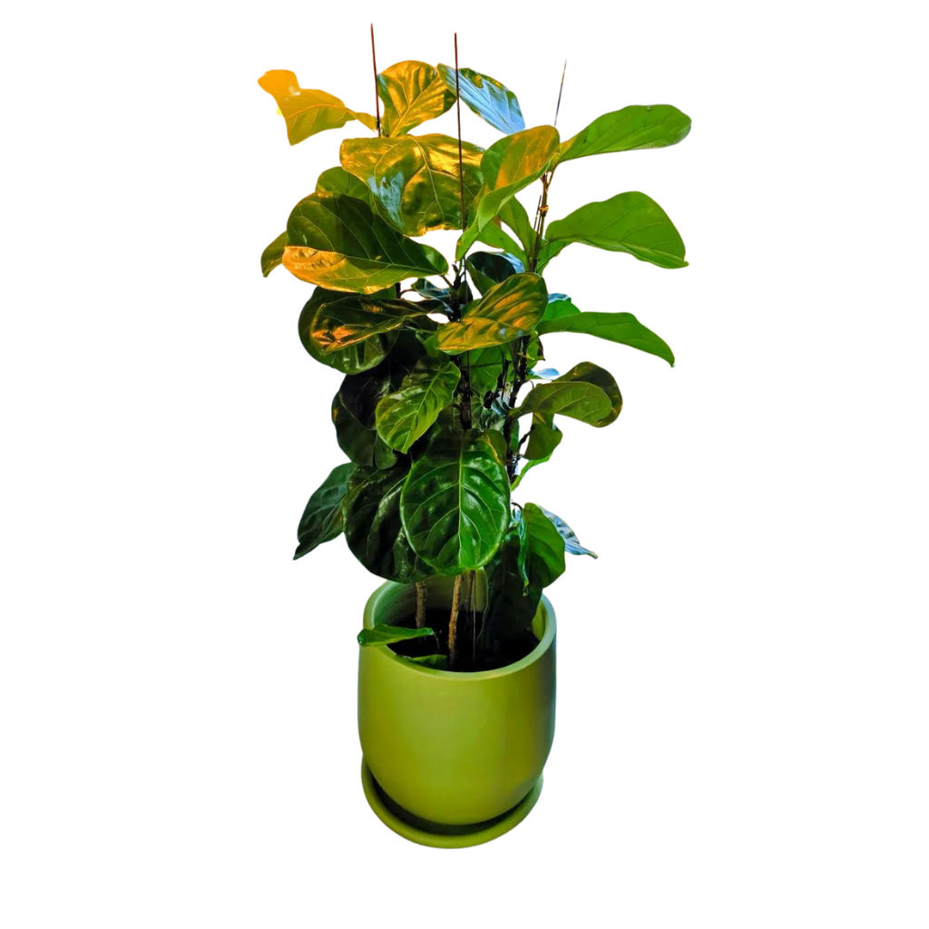 Fiddle Leaf Fig with Plain Pot 0