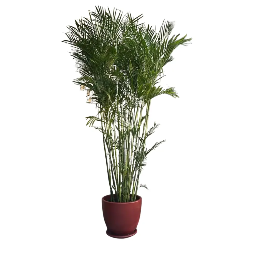Chamaedorea Palm with Decorative Pot 0