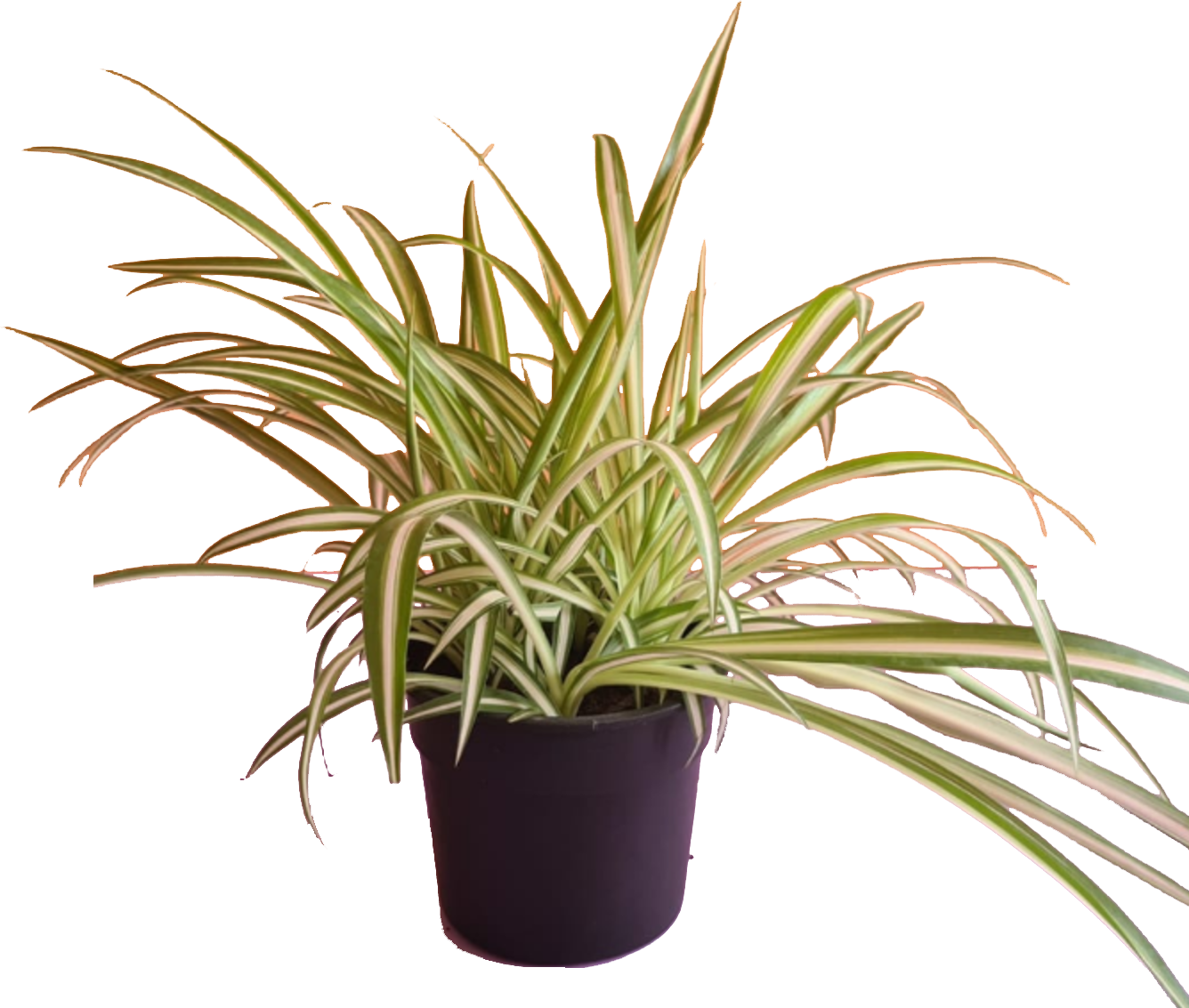 Spider Plant 0