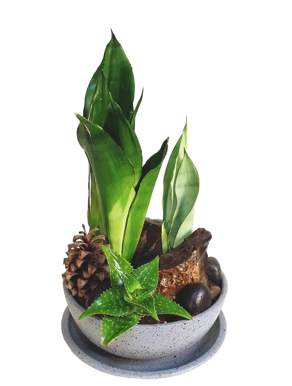 Pinecone Cactus Set with Terrazzo Grey Pot 0