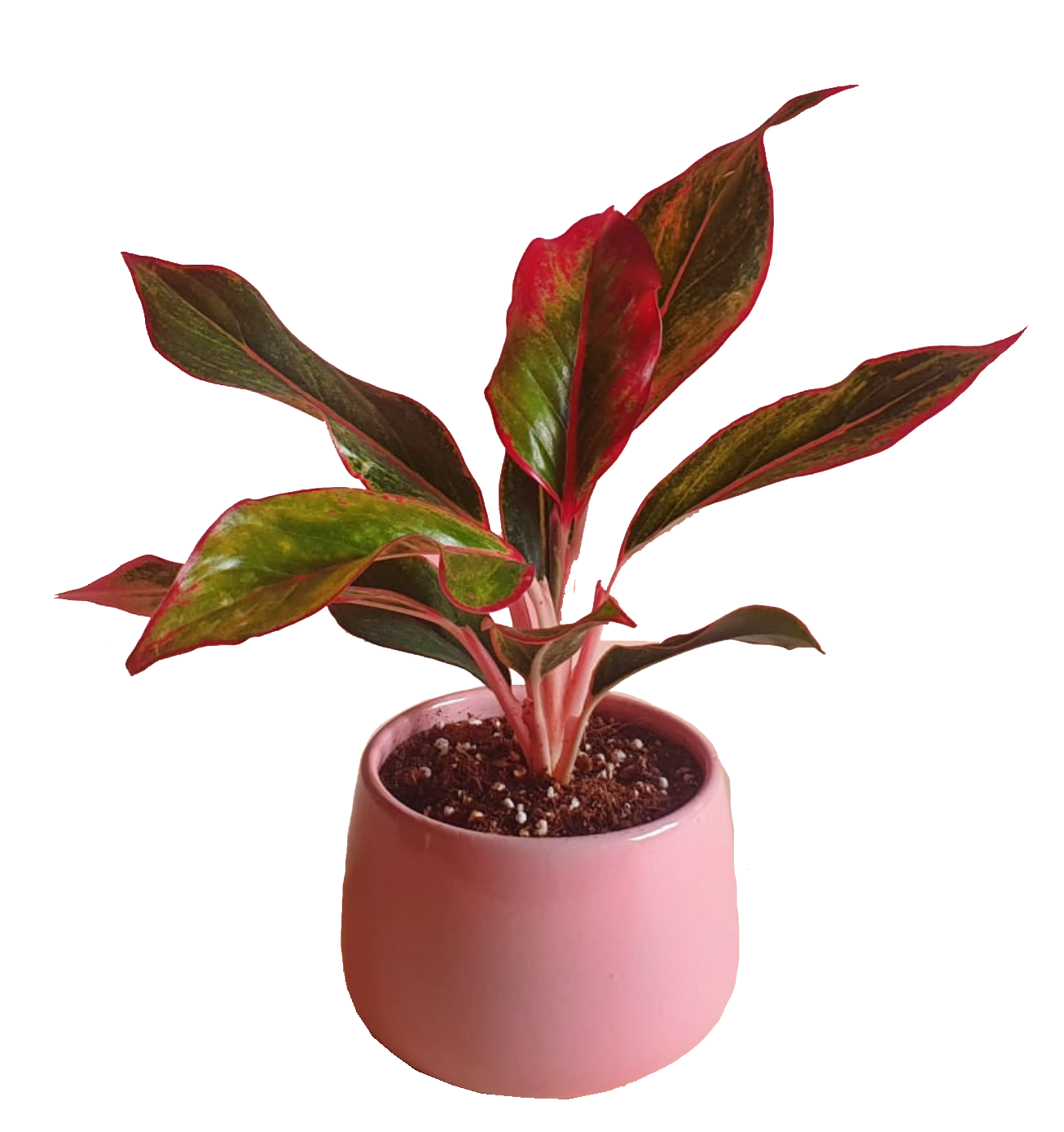 Red Aglaonema 0