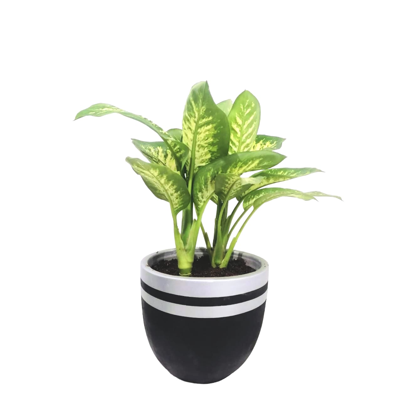 Dieffenbachia with black & silver pot 0