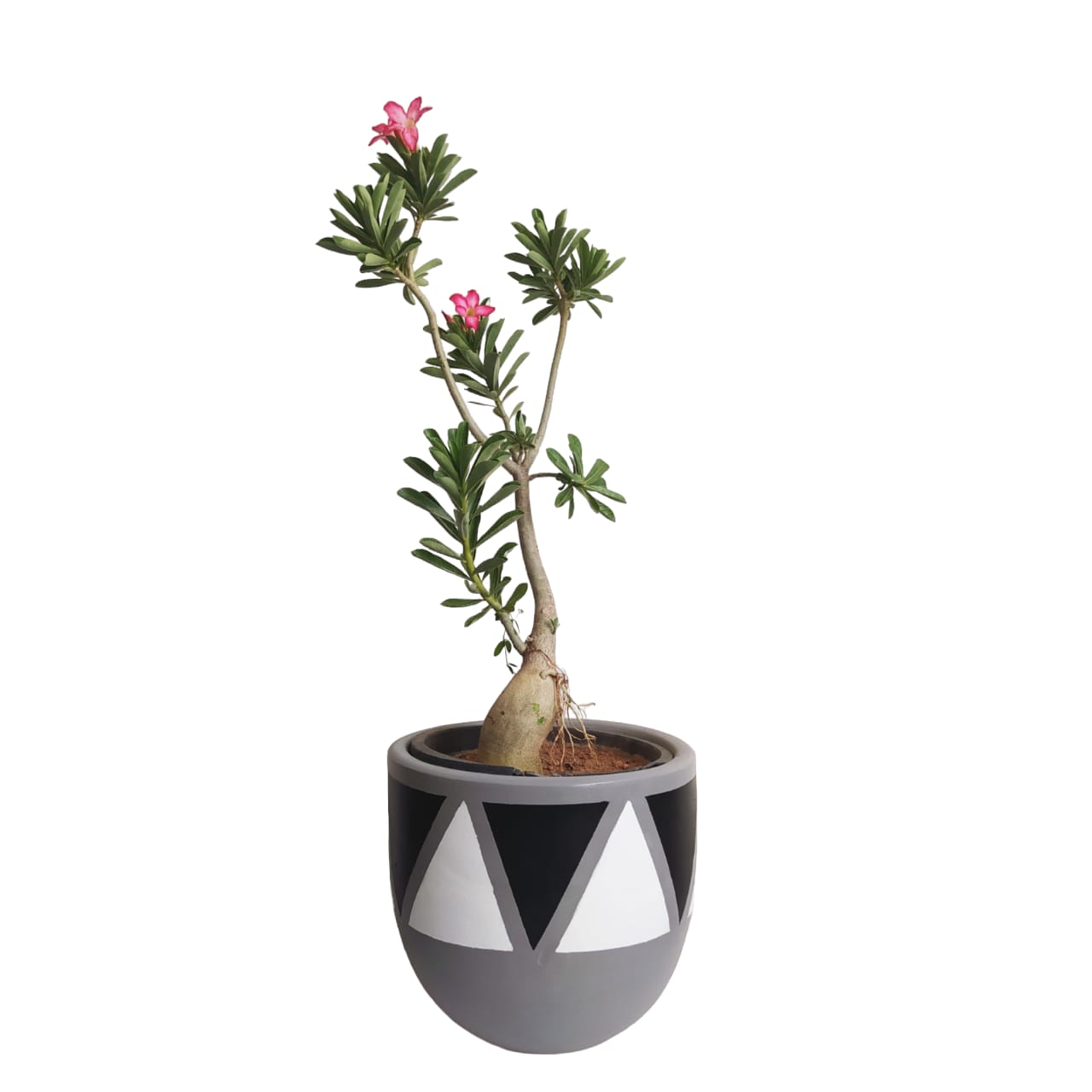 Desert Rose 0
