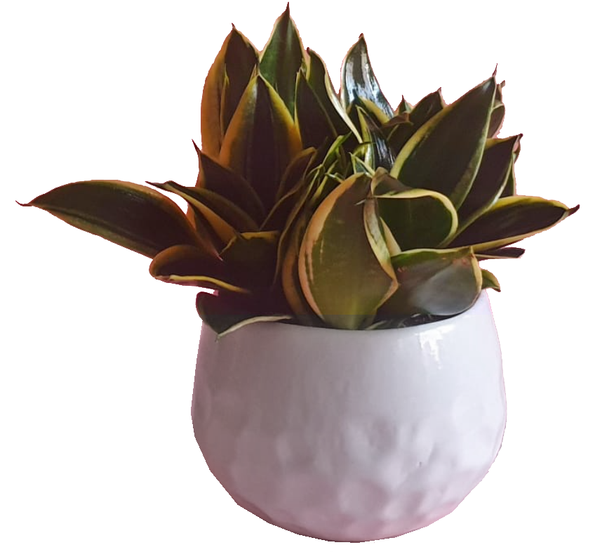 White Brick Pot with Plant