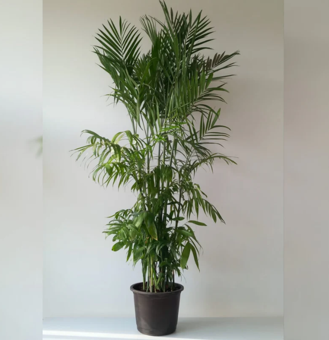 Chamaedorea Elegans 0