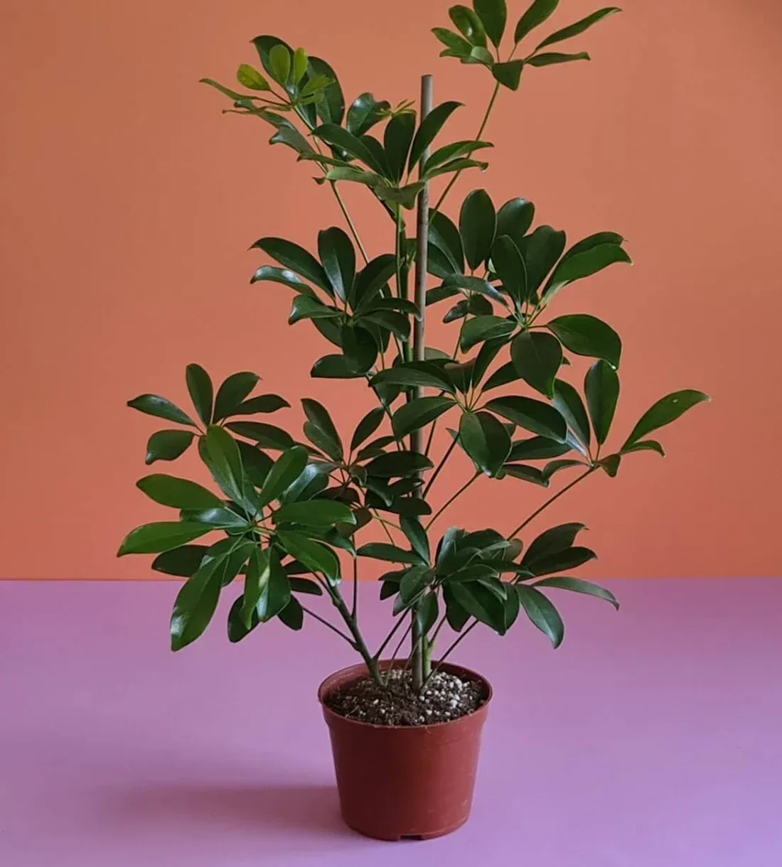 Schefflera 1