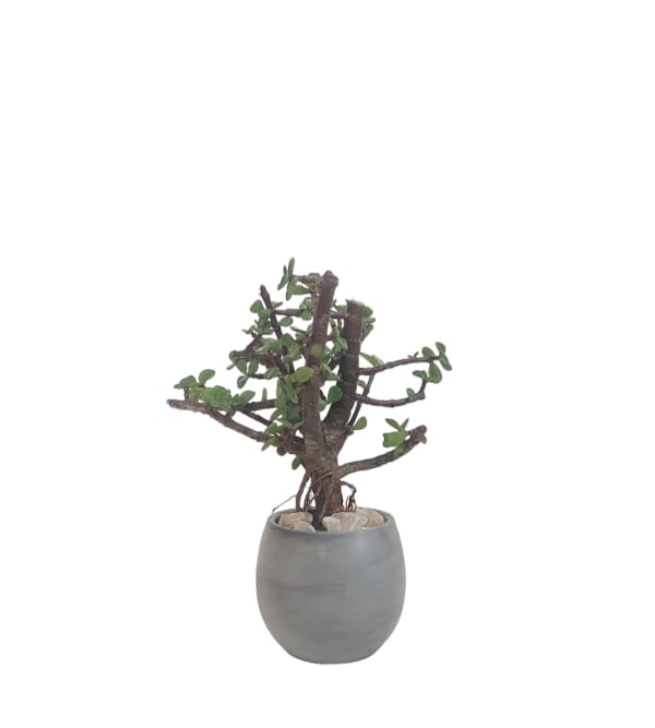 jade Bonsai 0