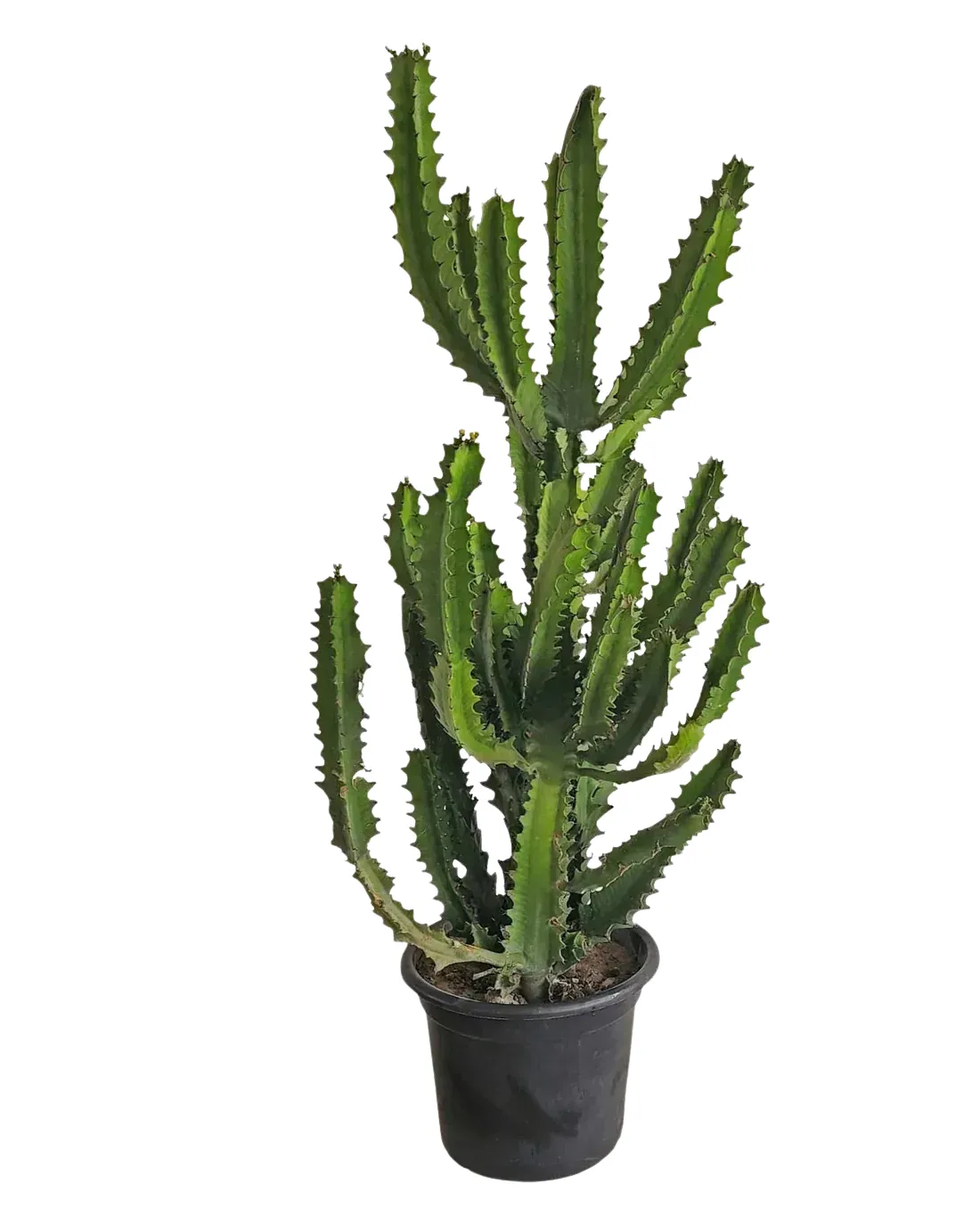 Euphorbia Plant image