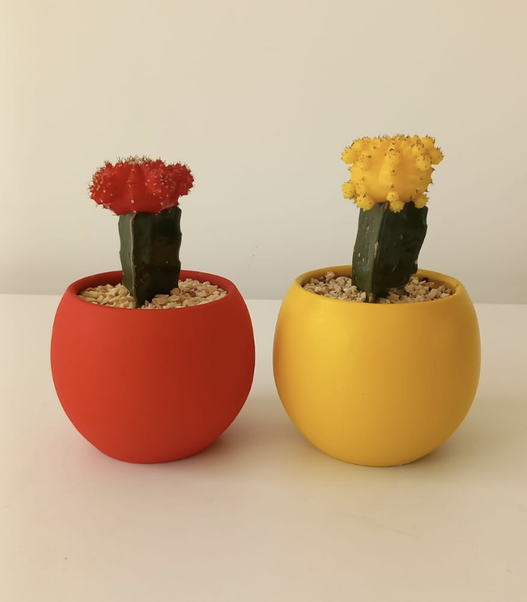 Mini Moon Cactus Duo 0