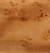 قشرة جذر تفاح